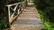 Boardwalk in dense rainforest