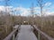 Boardwalk in Dwarf Cypress Forest of Everglades National Park.