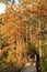 Boardwalk Through the Fall Cypress Swamp