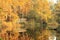 Boardwalk Through the Fall Cypress Swamp