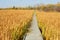 Boardwalk through fall marsh