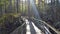 Boardwalk through FL Forest