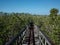 Boardwalk Through Florida Coastal Wetland