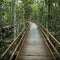 Boardwalk in forest.