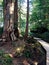 Boardwalk and forest at Hot Springs Cove near Tofino, Canada