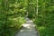 Boardwalk in the forest in the shade