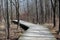 Boardwalk in a forest surrounded by a lot of leafless tall trees