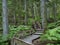 Boardwalk Through the Giant Cedar Forest, Glacier National Park