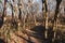 Boardwalk going through the Forest