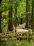 Boardwalk Through Hardwood Forests, Congaree National Park