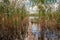 Boardwalk at a lake with reed