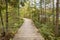 Boardwalk Leading Through a Coniferous Forest - Ontario, Canada