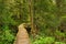 Boardwalk through lush rainforest, Pacific Rim NP, Canada