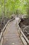 Boardwalk in mangrove forest