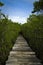 Boardwalk into mangrove forest