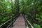 Boardwalk mangrove forest