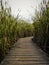 Boardwalk in Marsh Surrounded by Reeds