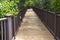 Boardwalk Meandering Through the Tropical Dense Foliage