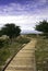 Boardwalk between Monterey cypress trees