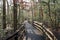 Boardwalk Path at Congaree National Park