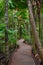 On a boardwalk path deep into the rainforest.