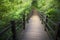 Boardwalk path in forest