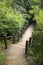 Boardwalk path in forest