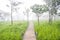 Boardwalk through the rain forest with fog in northeast Thailand