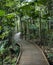 Boardwalk in rainforest.