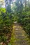 Boardwalk in Rainforest Discovery Centre in Sepilok, Sabah, Malays