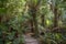 Boardwalk in the rainforest, Maits Rest