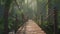 Boardwalk through the Rainforest into shiny nature mangrove forest