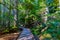 Boardwalk Through Red Cedar Forest on The Trail of the Cedars Trail