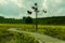 Boardwalk with a single tree