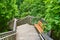 Boardwalk staircase with resting benches and bright green trees