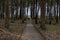Boardwalk surrounded by tall trees at a wooded park