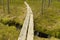 Boardwalk in swamp