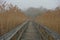 Boardwalk through tall sea oats on foggy day