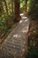 Boardwalk thru the rainforest