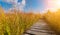 Boardwalk to the High Fens moor at autumn, Belgium, Hohes Venn