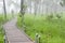 Boardwalk to the tropical rainforest