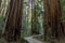 Boardwalk Trail Crossing Old Growth Coast Redwood Trees.