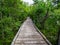 Boardwalk Trail Through Lush Forest, Baxter State Park