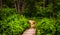 Boardwalk trail and lush spring forest in Codorus State Park