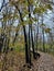 Boardwalk trail through woods during fall season