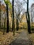 Boardwalk trail through woods during fall season