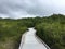 Boardwalk Into Tropical Mangrove Forest