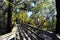 Boardwalk Tunnel and tunnel of trees