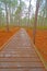 Boardwalk Through a Wetland Forest on a Rainy Day