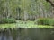 Boardwalk Through a wetland setting